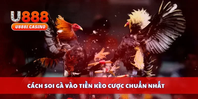 Cách soi gà vào tiền kèo cược chuẩn nhất