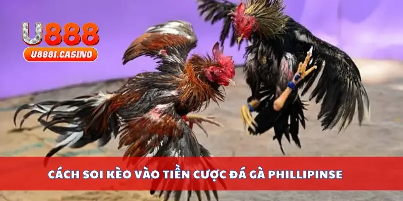 Cách soi kèo vào tiền cược đá gà Phillipinse