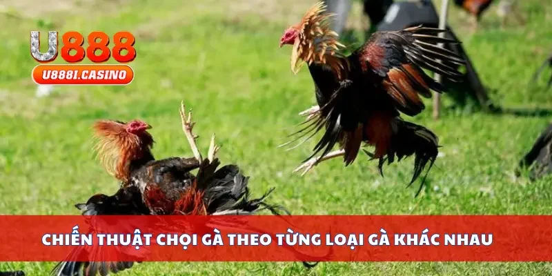 Chiến thuật chọi gà theo từng loại gà khác nhau