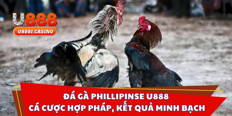 Đá gà Phillipinse