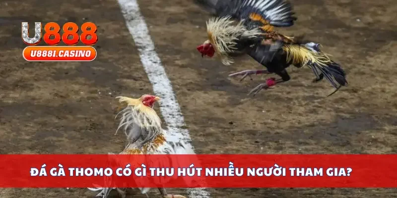 Đá gà Thomo có gì thu hút nhiều người tham gia?