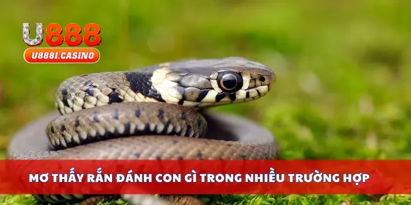 Mơ thấy rắn đánh con gì trong nhiều trường hợp